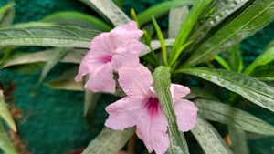 Pack 2 Colues &amp; 🪴Mexican petunia plants &amp; Pot