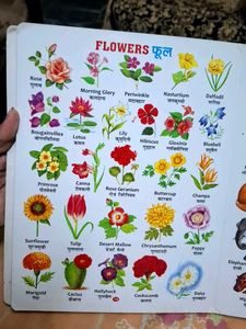 My First Board Book - All In One