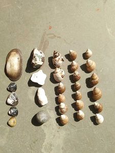 💦Natural Seashell for Decor💦