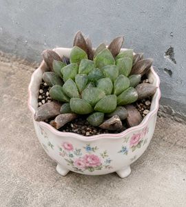 Cute Succulent Plant