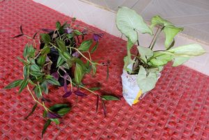 2) zebronics & Arrowhead Plants 🌴