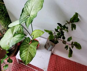Pack 2 Arrowhead &amp; Plectranthus Nitidus Plans