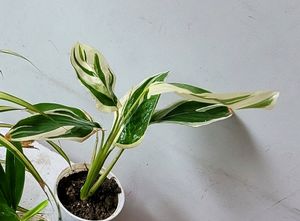Pack 2 Nevernever &amp; Pandanus veitchii Plant 🪴&amp;Pot