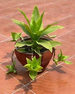 Live Basket Plant Pups (3)