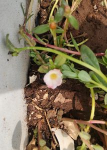 Portulaca 8 Colour