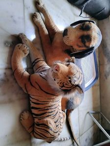 Realistic Tiger And Dog Dolls 🤩