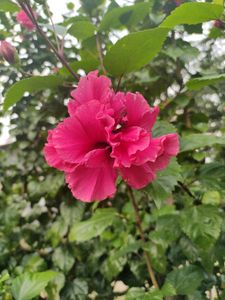 Multi Petel Red Hibiscus Flower