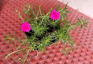 Pack 2.Portulaca grandiflora &amp; Pilea Depressa Pla