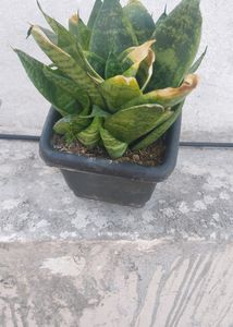 Whole1 Year Old Mature Dwarf Snake Plant