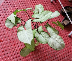 Arrowhead Plants 🪴