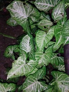 Arrow Head Plant