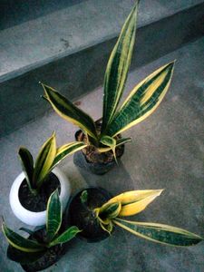 Snake Plant Collection(4 quantity) shipping barero