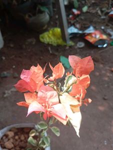 vaegrated orange and pink mixed bogan Villa