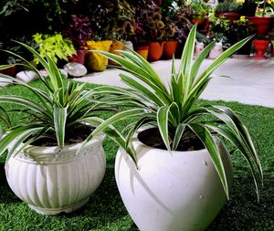 Combo Plants #1 || Snake Plant, Z Plant, Spider Plant ||