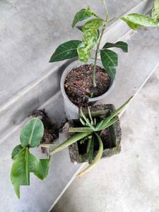 Assorted fruit Plants and aloe vera