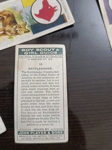 Vintage Animal Trading Cards Collection