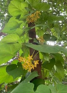 Tonkin Jasmin Natural Plant