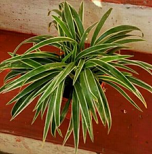 🌵 Plant Chlorophytum laxum &amp; Pot