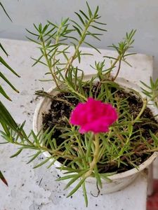 🌵Portulaca grandiflora plant &amp; Pot