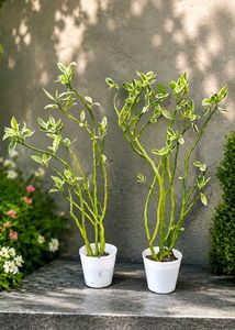 2 live plant with pot
