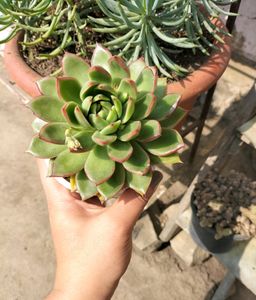 Echeveria agavoides