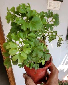 3 Set Callisia &amp;Dracaena Mahatma &amp;Ming Aralia Plan