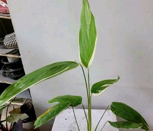 Set 2 Pandanus veitchii &amp; Never... Plant