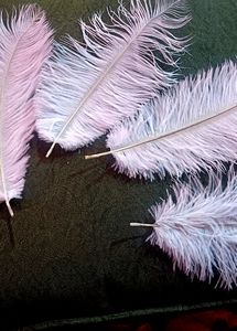 Feather For Nikkha Pen