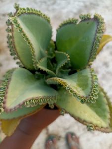Combo Of 5 Plants @ Low Price