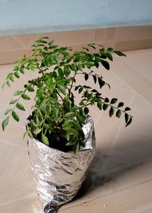 🌿.Curry Leaf Plant 🪴
