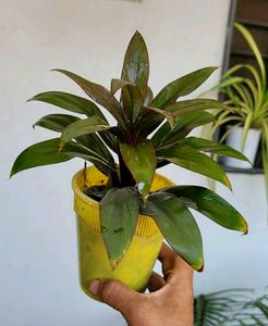 Pack 2 Money &amp; Sayadrian Plant &amp; Pot