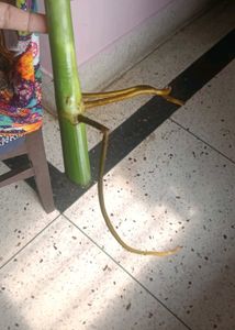 Philodendron paraiso Verde top cutting
