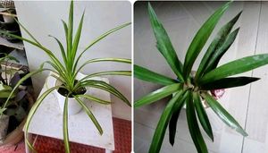 Pack 2 🌱.Pandanus veitchii & Moses Plants 🌿& Pot