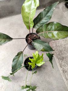 Anthurium black dragon and philo selloum