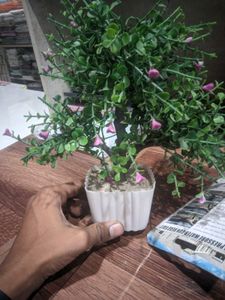 One Plant, Car Washer, Toy , Set