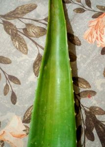Fresh Aloe Vera Leaf for Skincare