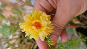 Portulaca