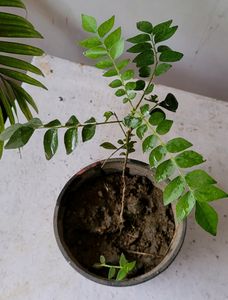 Curry Leaf 🍃 Plant 🪴&pot