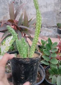 flowering Cactus Plant