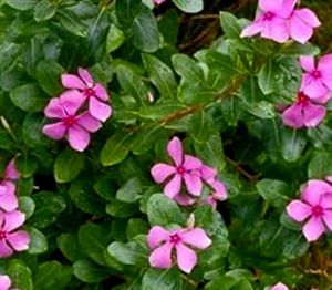 Combo Of 3 Low Maintenance Plants