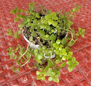 Pilea Depressa/Plant🌵&amp; Pot