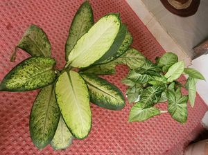 CosaCentrum Dieffenbachia & Arrowhead plant 🪴
