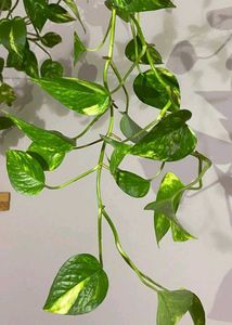 🔟Money Plants 🪴💰🚨