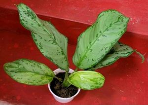 Pack 2 Evergreen Plant