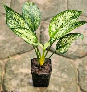 BUY ONE GET TWO Aglaonema Indoor/Outdoor Plant