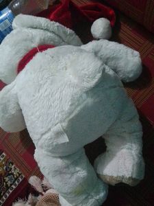 Teddy