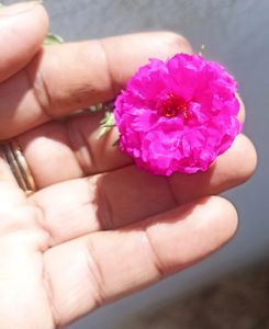 Combo Of 3 colour Portulaca Cutting And Seeds