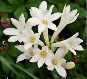 Combo Of Flowering Plants Bulbs