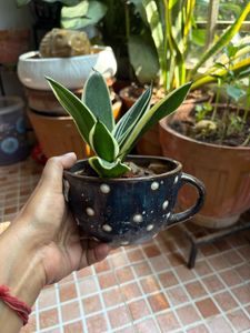 Snake Plant in Decorative Pot