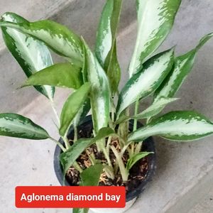 Assorted Plants